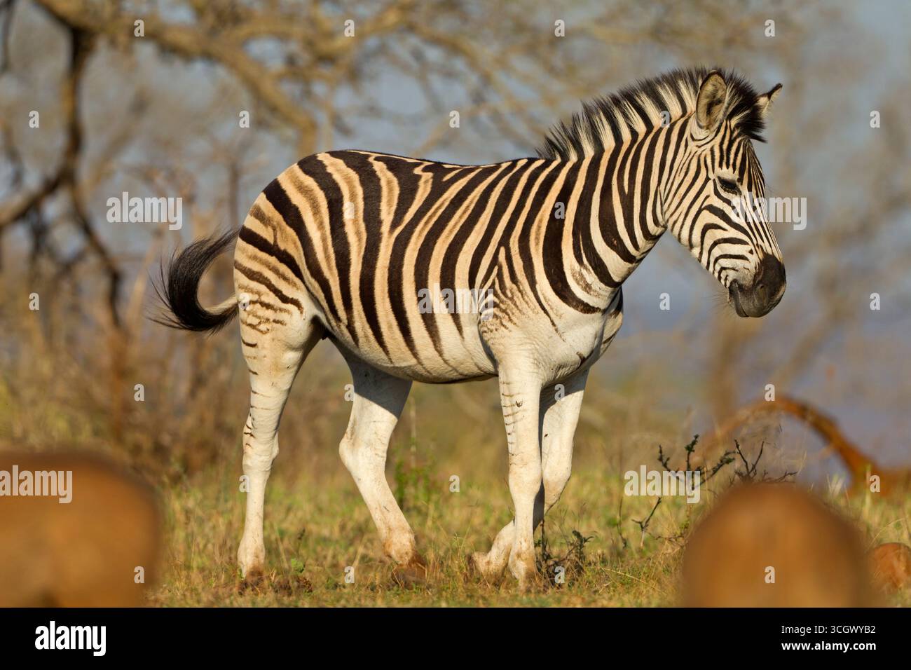 Steppenzebra, Pferdezebra, Equus quagga, ebenen Zebra, Zebra, Burchell's Zebra, cebra de Llanura, cebra de los Llanos, cebra de Planicie, zèbre Stockfoto