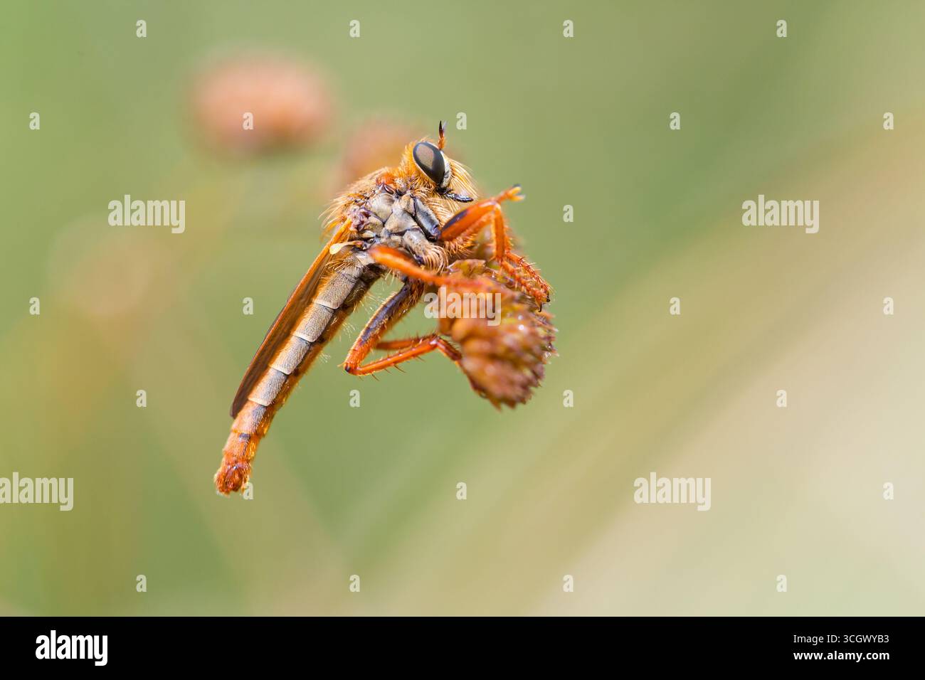 Stenopogonarten, Raubfliege, Raubfliege Stockfoto