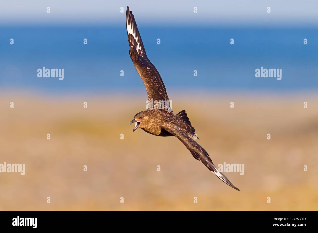 Skua, (Stercorarius skua), Tiere, Vögel, große Raubmöwe, Tiere, Vögel, Möwen, Flugaufnahme, Stockfoto
