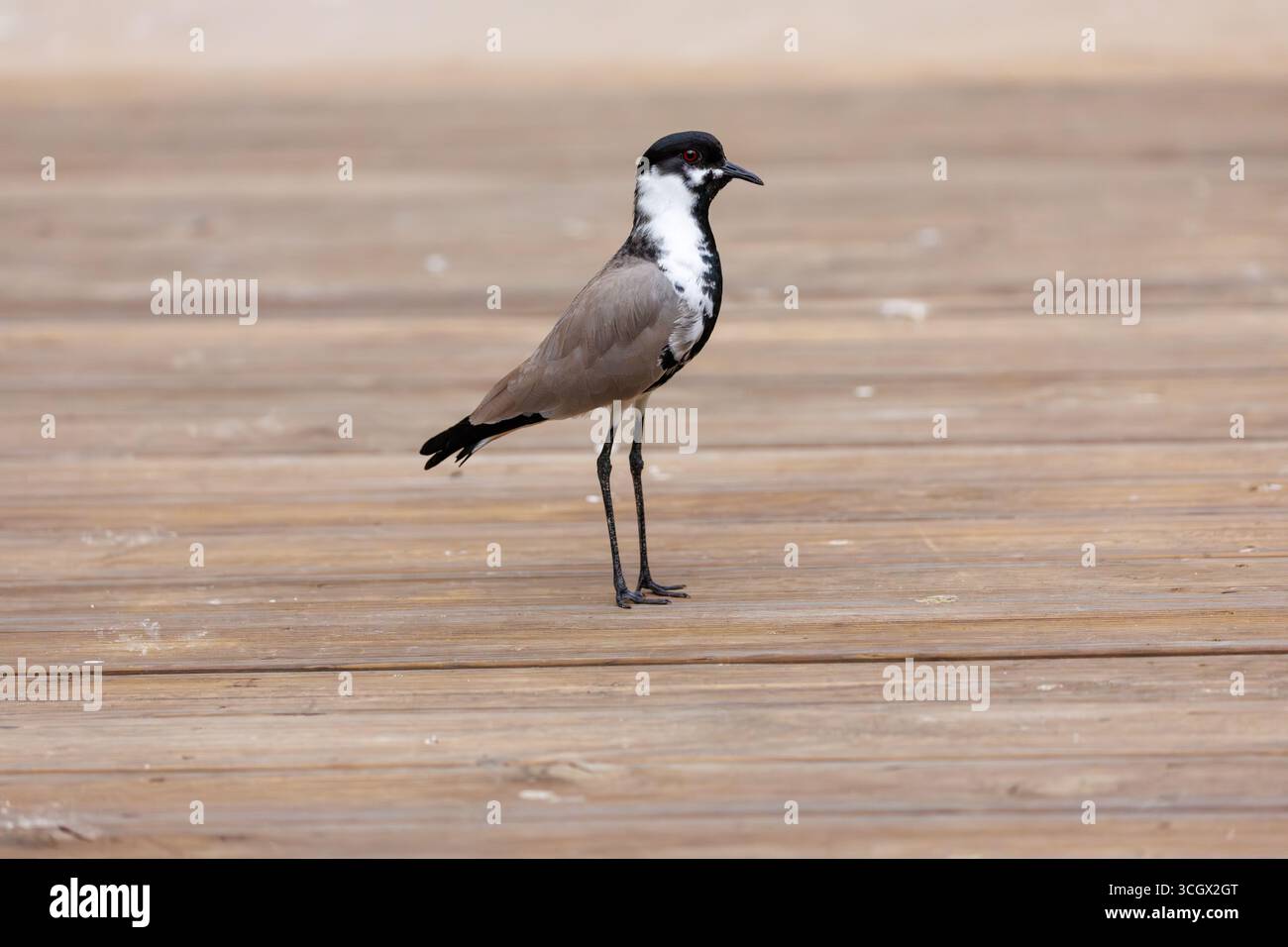 Sporengeflügelter Kipwing auf Holzdeck, markantes Wader Bird Profile Stockfoto
