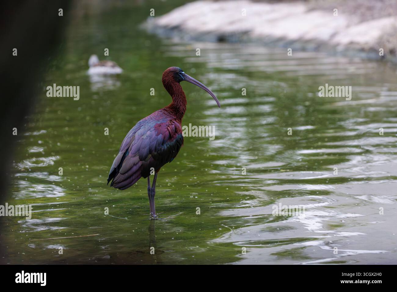 Hochglanz-Ibis in Profilansicht stehend in reflektierendem Wasser Stockfoto Hochglanz-Ibis in Profilansicht stehend in reflektierendem Wasser Stockfoto