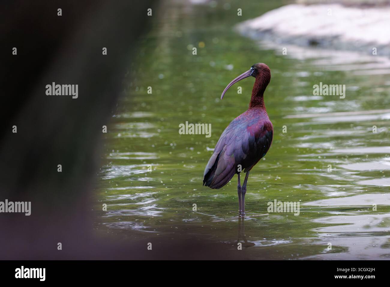 Hochglanz Ibis posiert allein im ruhigen Feuchtgebiet Stockfoto Hochglanz Ibis posiert allein im ruhigen Feuchtgebiet Stockfoto