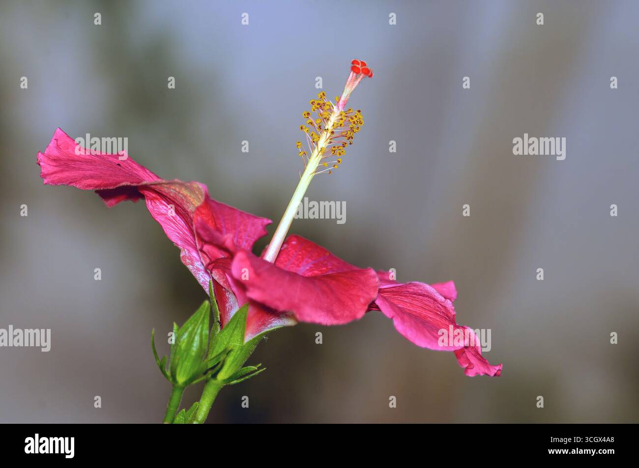 Foto, das die Blütenmorphologie mit Stigmatisierung, Stil, Filament und Anthers gut sichtbar zeigt. Stockfoto