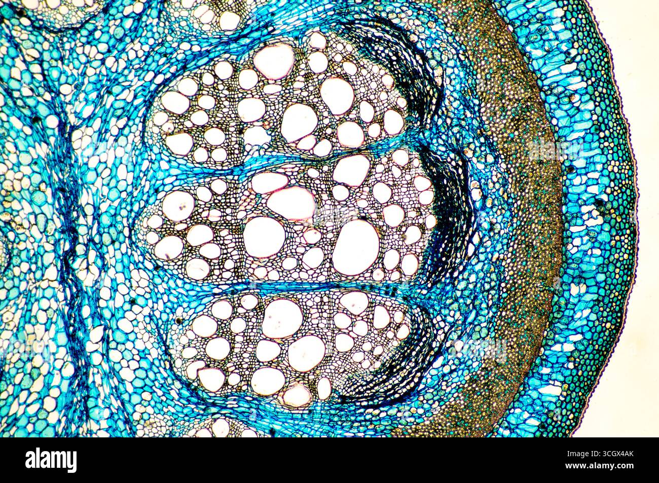Querschnitt eines Stammes mit drei sichtbaren Gefäßbündeln. Stockfoto