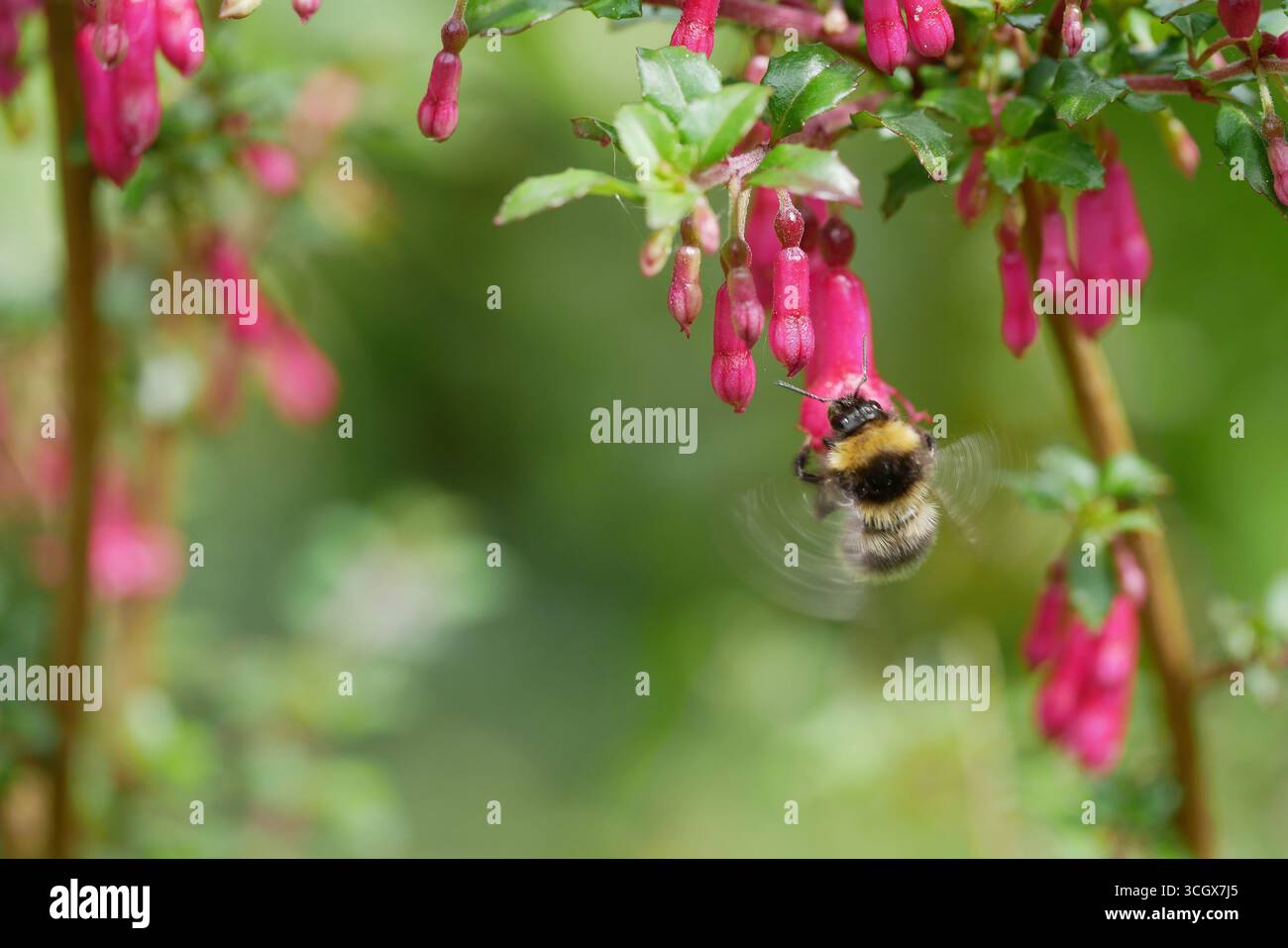 Weißschwanzhummel (Bombus lucorum-Gruppe) besucht rosa blühende Johannisbeerblüten (Ribes sanguineum). Stockfoto