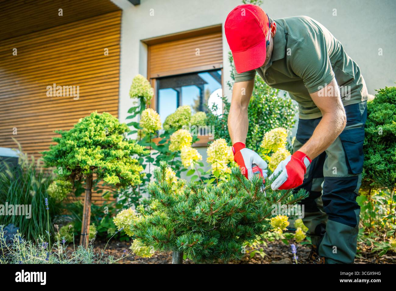 Ein Gärtner in roter Kappe und Handschuhen schneidet an einem sonnigen Tag kleine immergrüne Bäume, die von blühenden Blumen umgeben sind, um die Schönheit und Gesundheit des Gartens zu verbessern Stockfoto