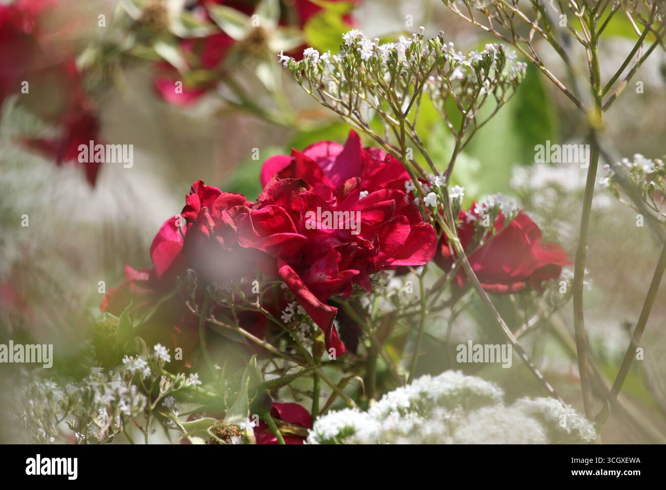 Wunderschöne Rosen in voller Blüte im britischen Sommer im Garten. Stockfoto