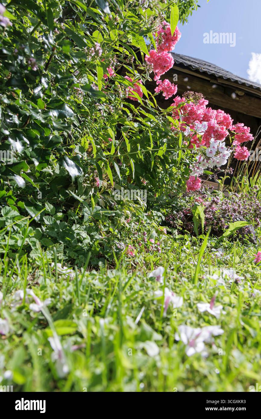 Eine einzigartige Aufnahme eines Gartens mit Gras und Blütenblättern auf dem Boden, die zu leuchtenden rosa und weißen Blumen führt. Stockfoto