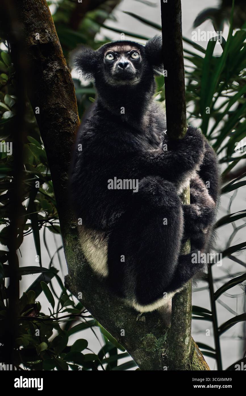 Indri indri, der größte Lemur, im Regenwald von Andasibe, Madagaskar. Bedrohte Tierarten mit ikonischem schwarz-weißem Fell und gespenstischen Anrufen. Stockfoto