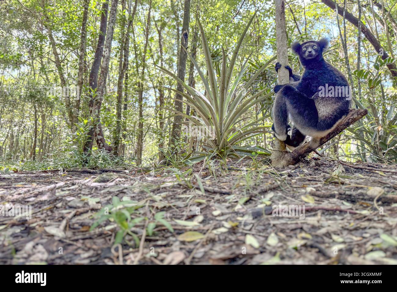 Indri indri, der größte Lemur, im Regenwald von Andasibe, Madagaskar. Bedrohte Tierarten mit ikonischem schwarz-weißem Fell und gespenstischen Anrufen. Stockfoto