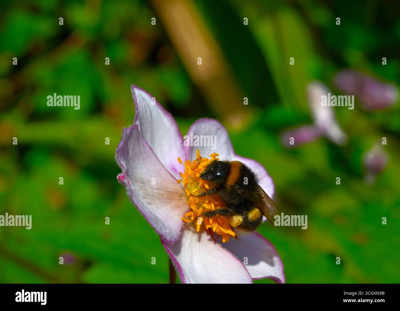 Honigbiene ernährt sich von Nektar nach der Landung auf Anemone x Hybrida oder Windblumen mit schalen Blütenblättern. Stockfoto