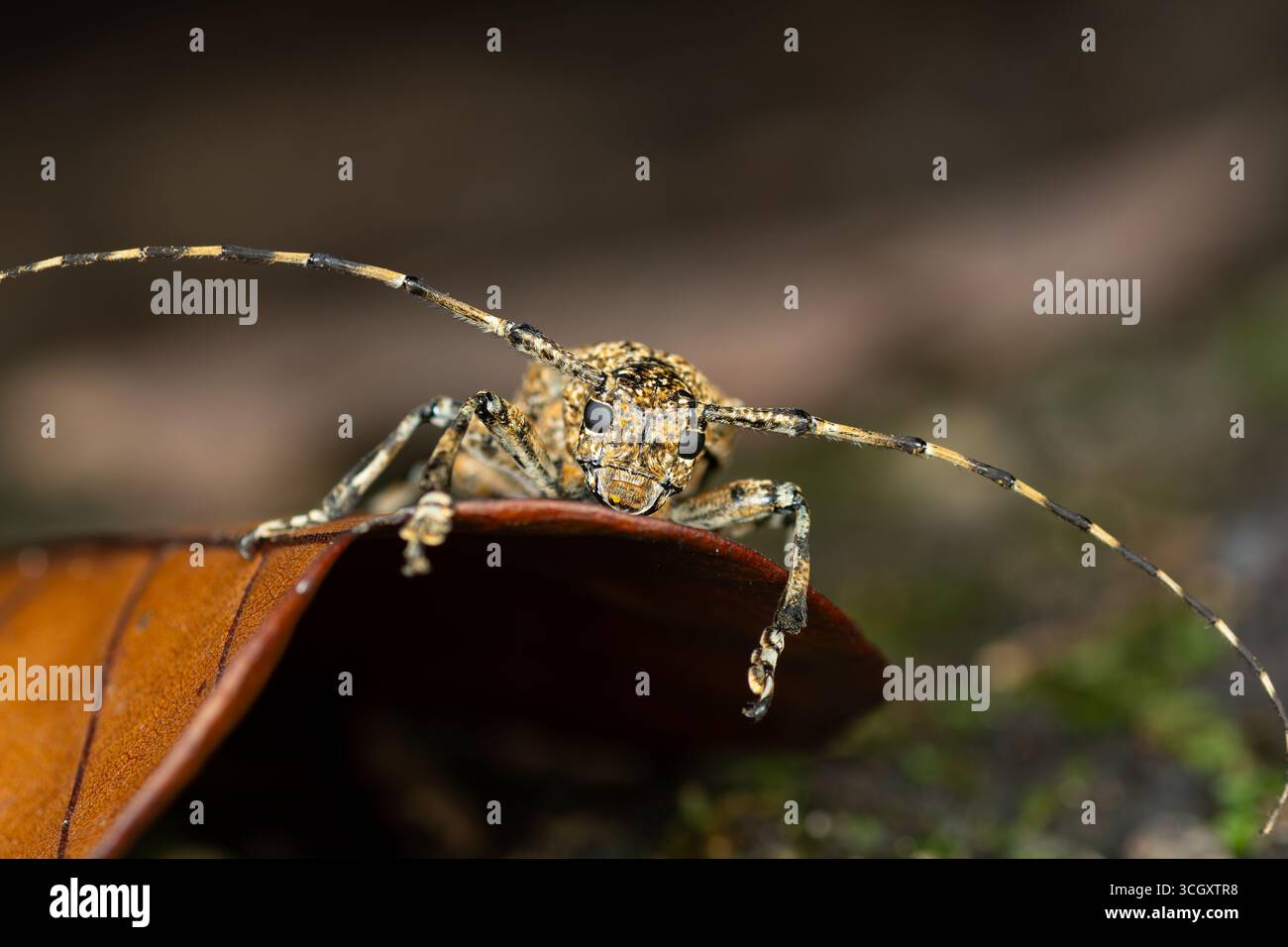 Ein dramatisches Makrofoto eines gesprenkelten Langhornkäfers (Gattung Coptops), der auf einem Stück Waldschutt thront. Dieses hochauflösende Bild hebt t hervor Stockfoto