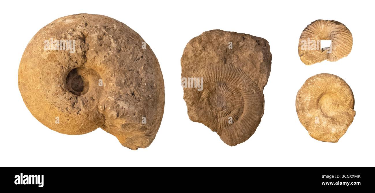 Ammonitfossilien Objekte auf weißen, ausgeschnittenen, prähistorischen Meeresschalen, Felsabgüssen, Museumsexemplaren, Perisphinctes pachydiscus aus Jurass Stockfoto