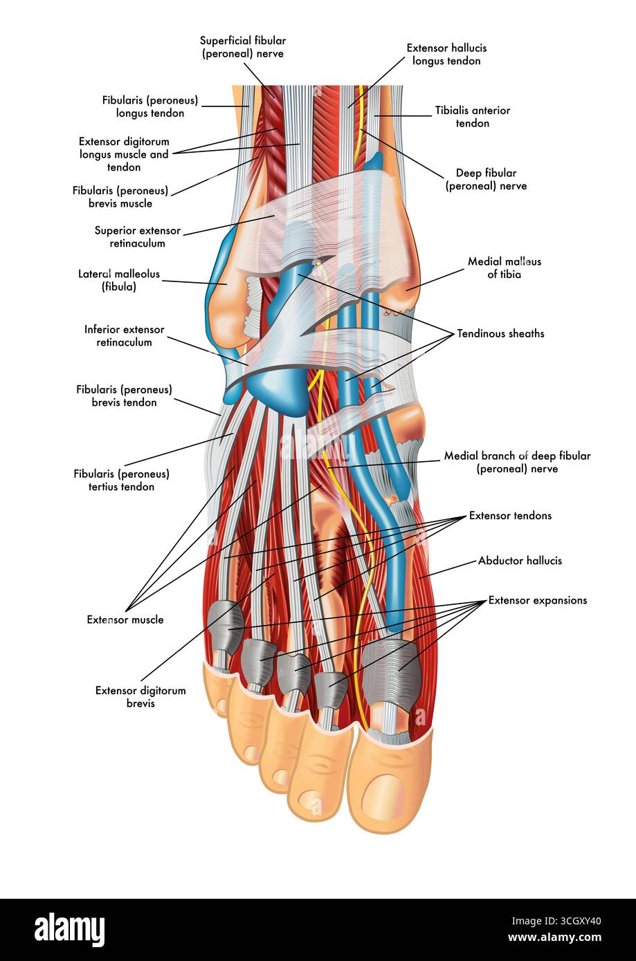 Abbildung der Fußanatomie, mit Anmerkungen. Stockfoto
