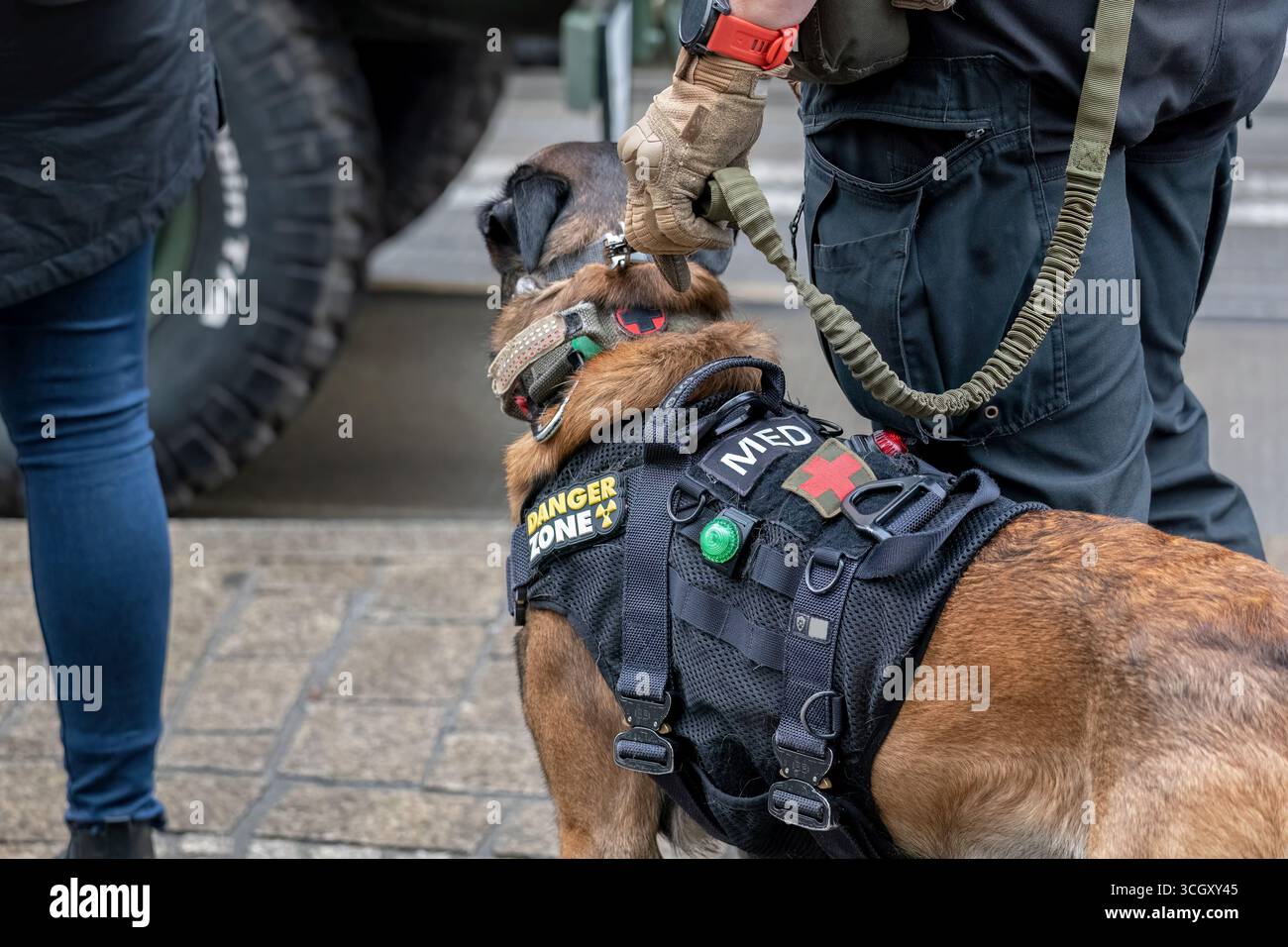 Militärischer Arbeitshund mit taktischer Weste und medizinischem Pflaster an der Leine, gehalten vom Hundeführer in Uniform während der öffentlichen Demonstration oder der städtischen Ausbildungsveranstaltung, SER Stockfoto