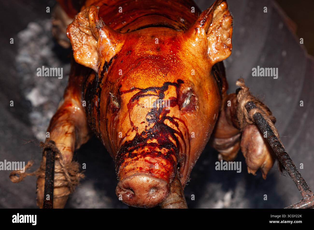 Ein junges Schwein wird auf einer Spucke über Kohlen gebraten. Stockfoto