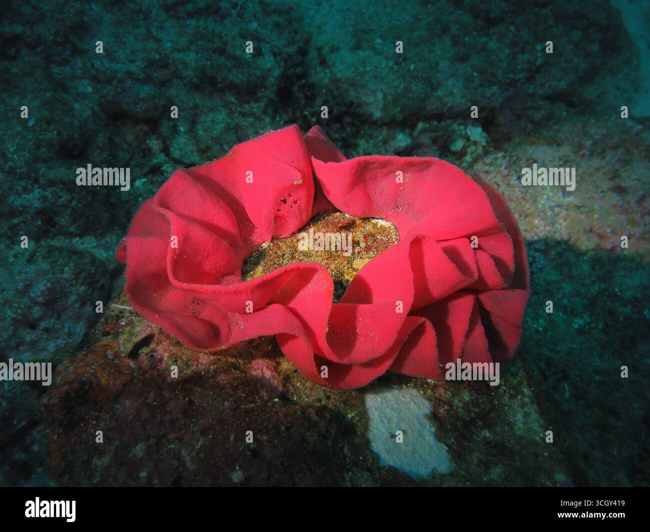 Hellrotes Nacktschnecken-Eierband (Hexabranchus sanguineus) spiralförmig auf Korallenriffsubstrat im tropischen Unterwasserhabitat. Stockfoto