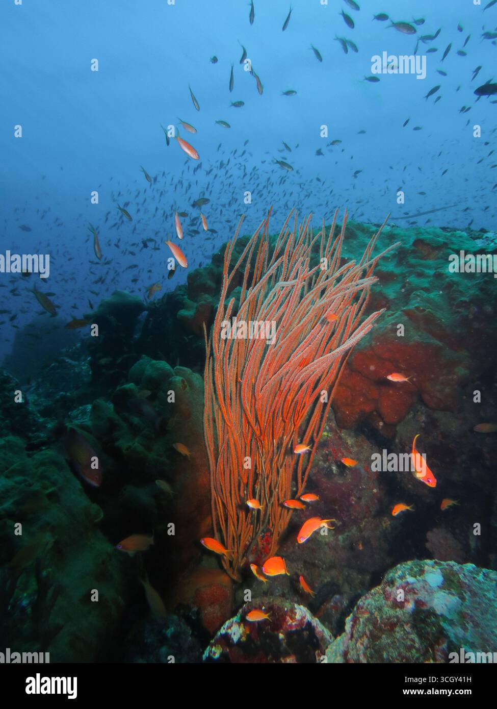 Rote Peitschenkoralle (Ellisella sp.) Steigen Sie vom Riffhang mit Anthiasfischen auf, die im tropischen blauen Ozeanwasser schwimmen. Stockfoto