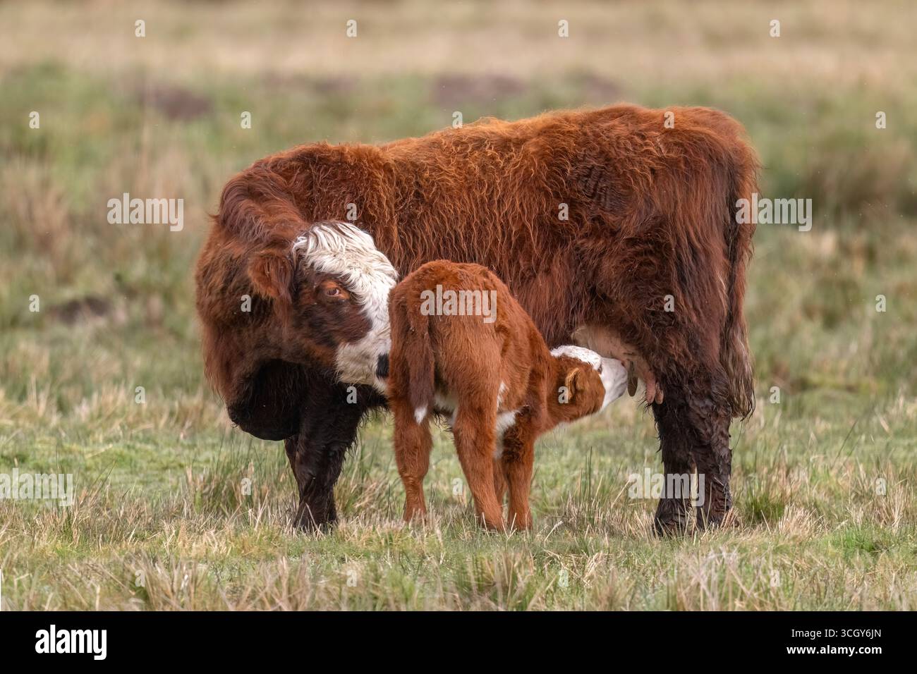 Ein braunes und weißes Kalb, das von seiner Mutter ernährt, Nahaufnahme, auf einem Feld, uk, Sommer Stockfoto