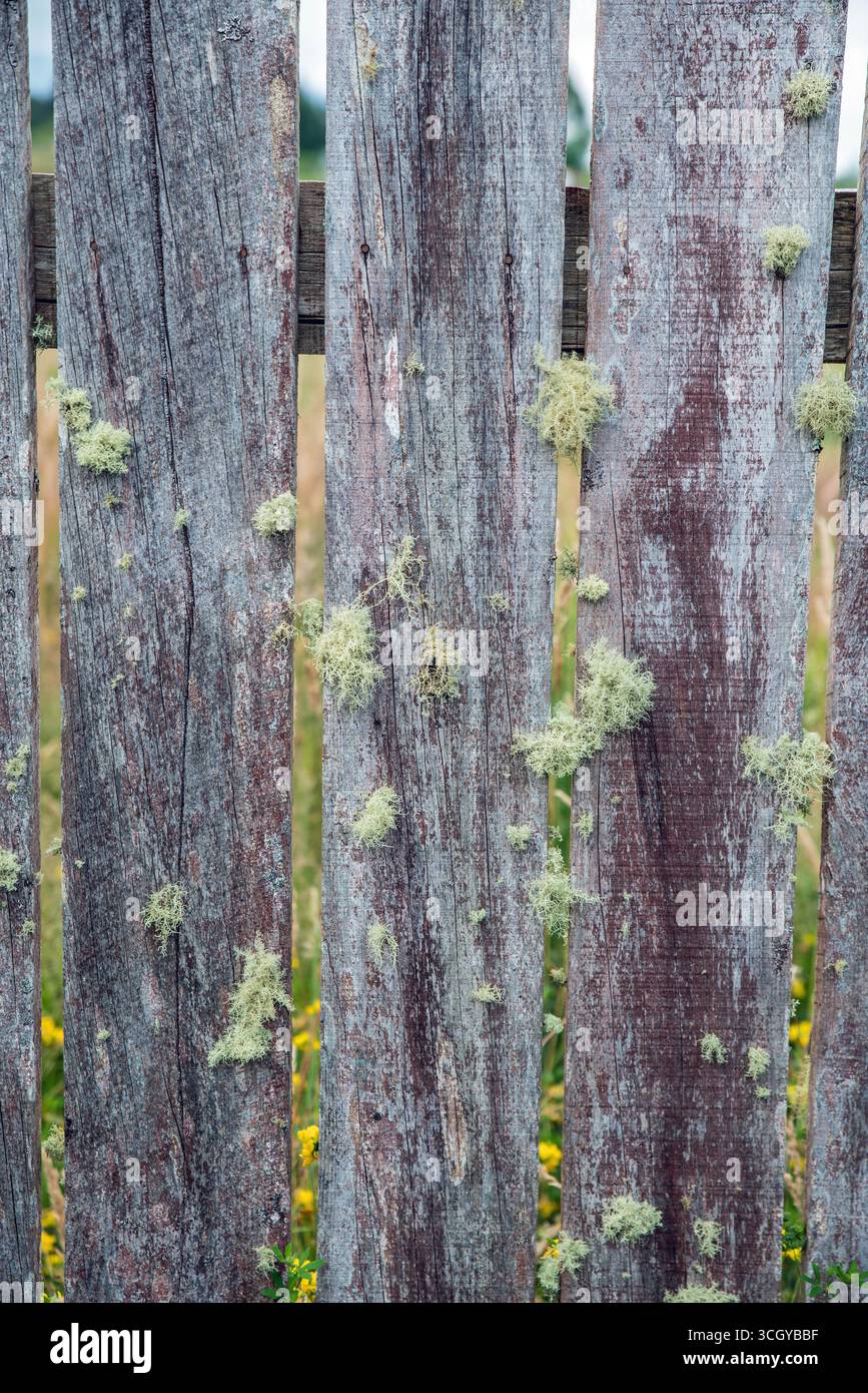 Fruticose Flechte wächst auf einem Holzzaun in Neuseeland Stockfoto