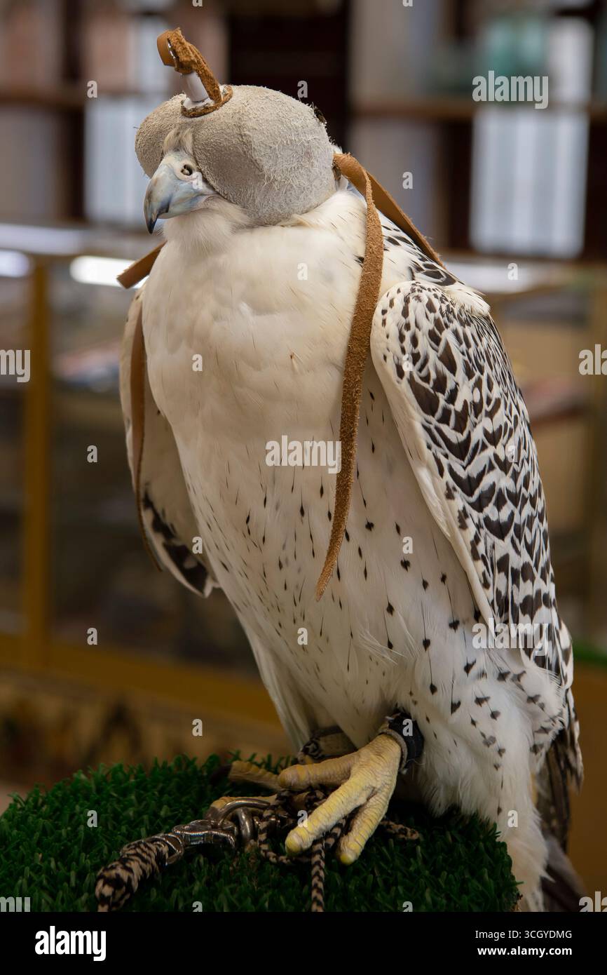 Falken für die Jagd, Falcon Souq, Altstadt von Doha, Souq Waqif, Katar, Katar Stockfoto