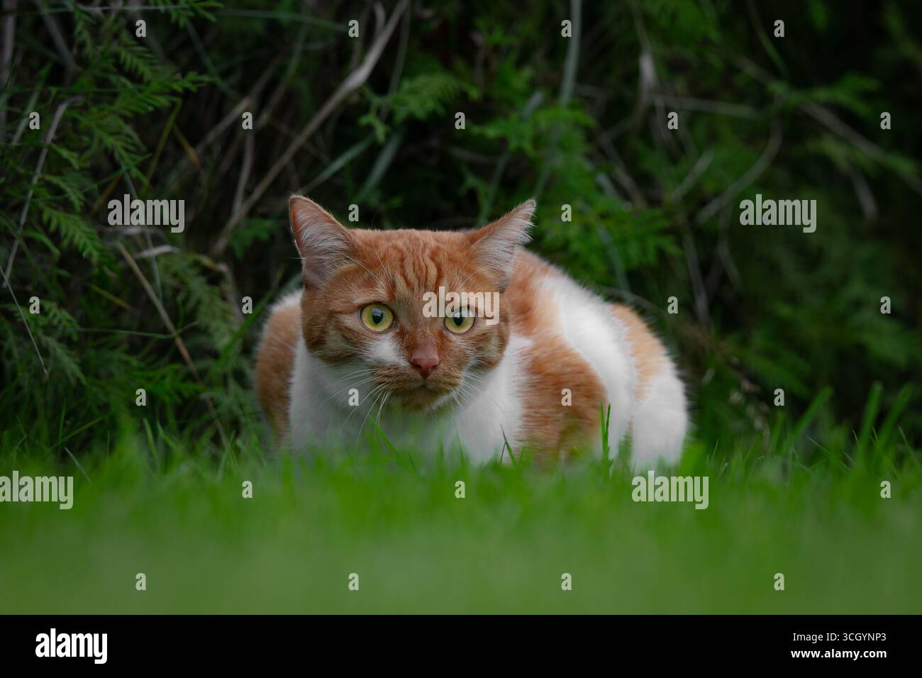 Eine scharfe, grüne und weiße Katze hockt sich im Gras, teilweise versteckt in einem grünen, bewachsenen Garten. Seine intensiven grünen Augen und sein fokussierter Ausdruck Stockfoto