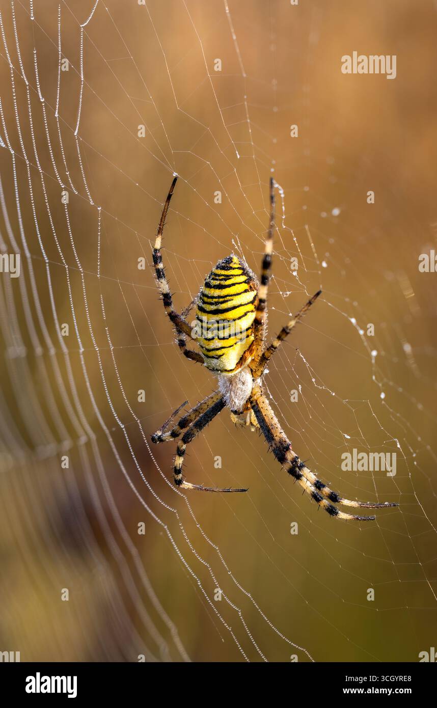 Wespenspinne im Internet Stockfoto