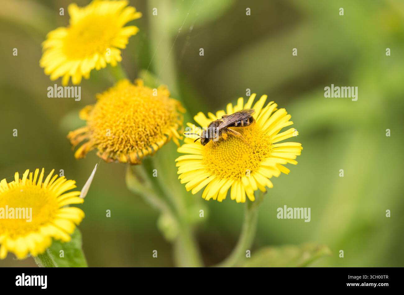Biene (Lasioglossum sp.) Ich füttere Fleabane bei Rye Meads, Herts Stockfoto