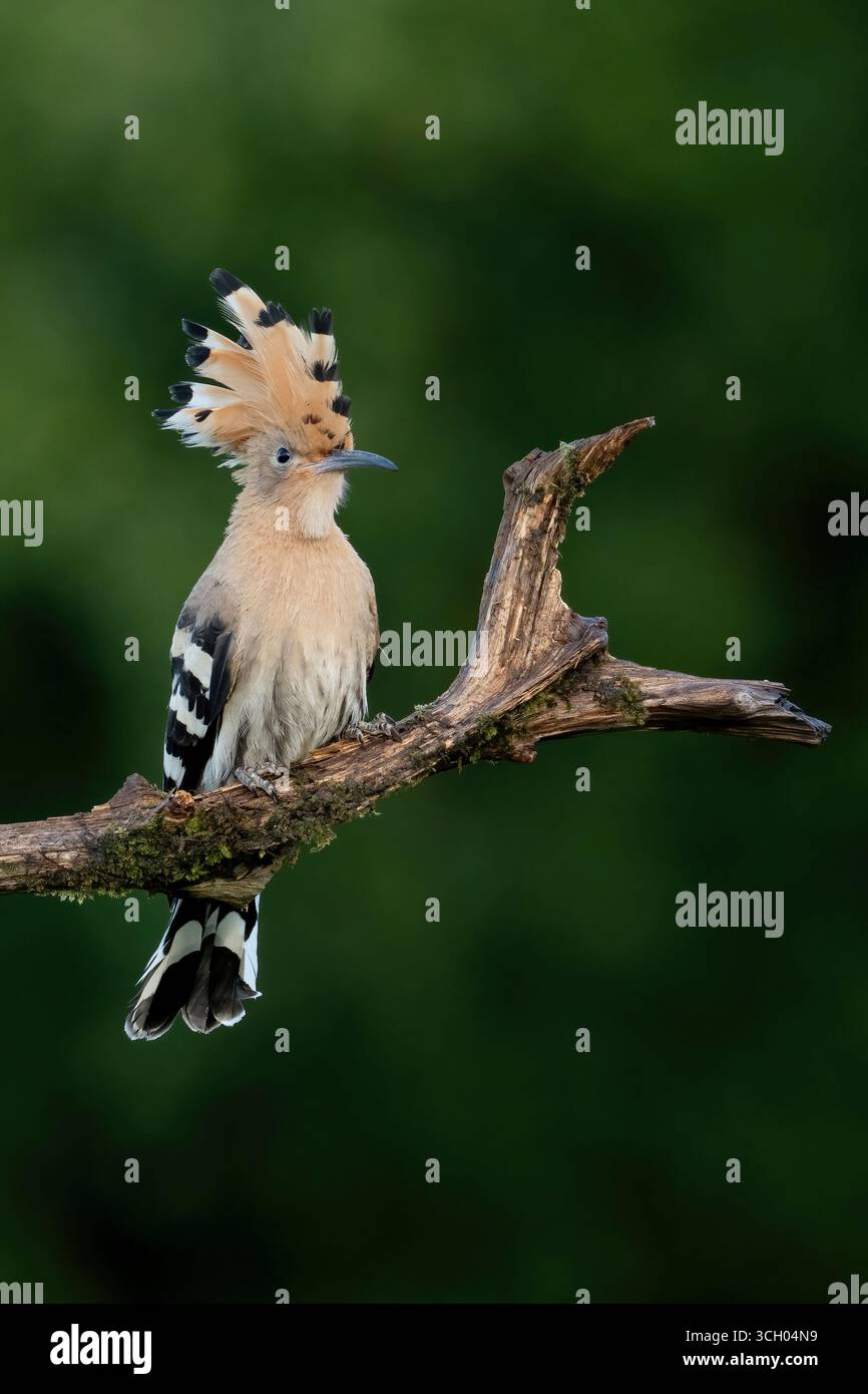 Eurasischer Wiedehopf (Upupa epops) auf einem Zweig mit erhöhtem Wappen, mit markantem Gefieder, fotografiert in natürlicher Umgebung, keine Menschen anwesend. Stockfoto