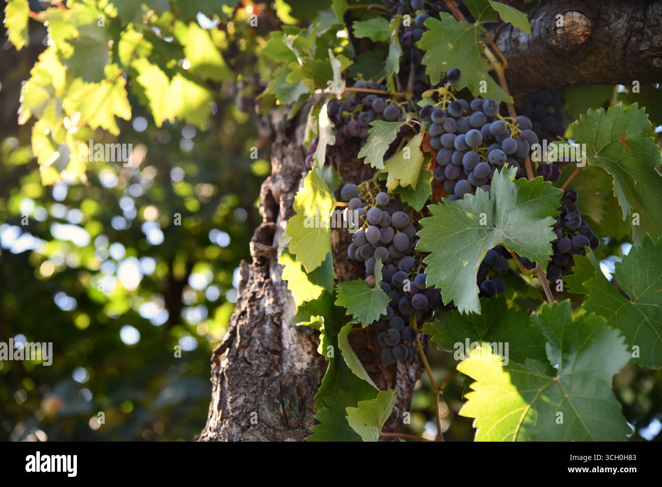 Weinberg mit einem Haufen blauer Trauben mit der Sonne im Hintergrund Stockfoto