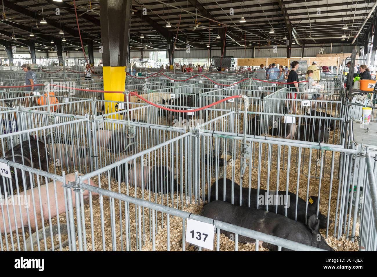 Tiere auf der Delaware State Fair Livestock Show, Delaware USA Stockfoto