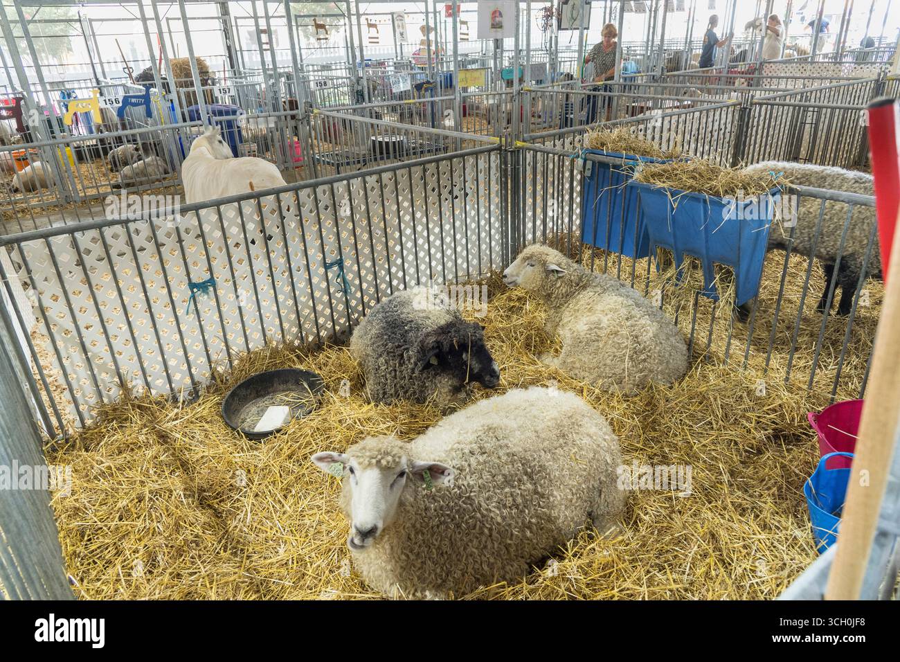 Tiere auf der Delaware State Fair Livestock Show, Delaware USA Stockfoto