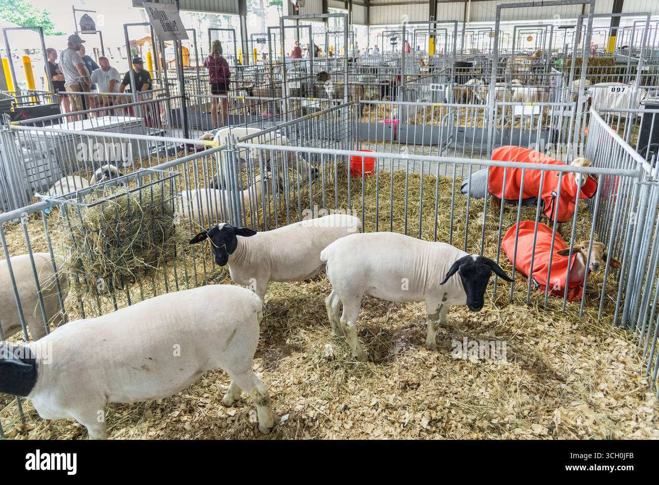 Tiere auf der Delaware State Fair Livestock Show, Delaware USA Stockfoto
