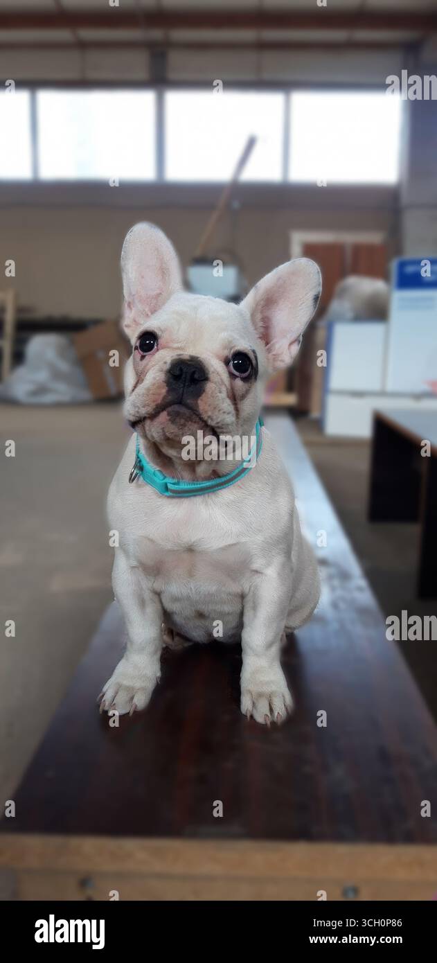 Eine französische Bulldogge mit blauem Kragen, die auf einer Bank sitzt. Der Hund hat braune Augen und schaut in die Kamera Stockfoto
