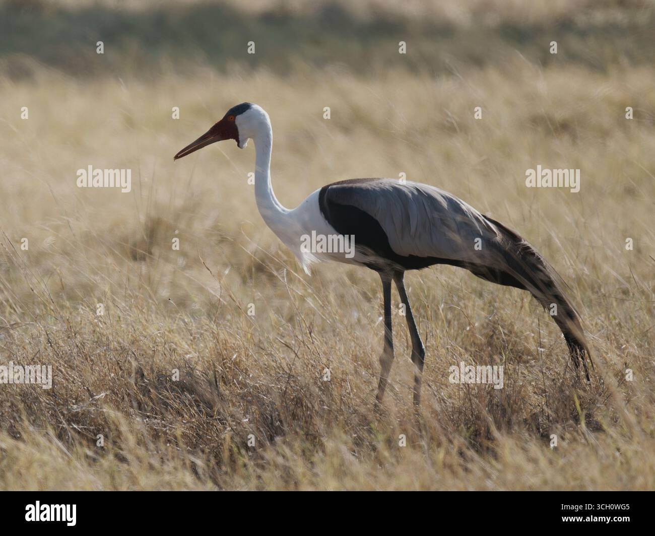 Wattled Kran Stockfoto