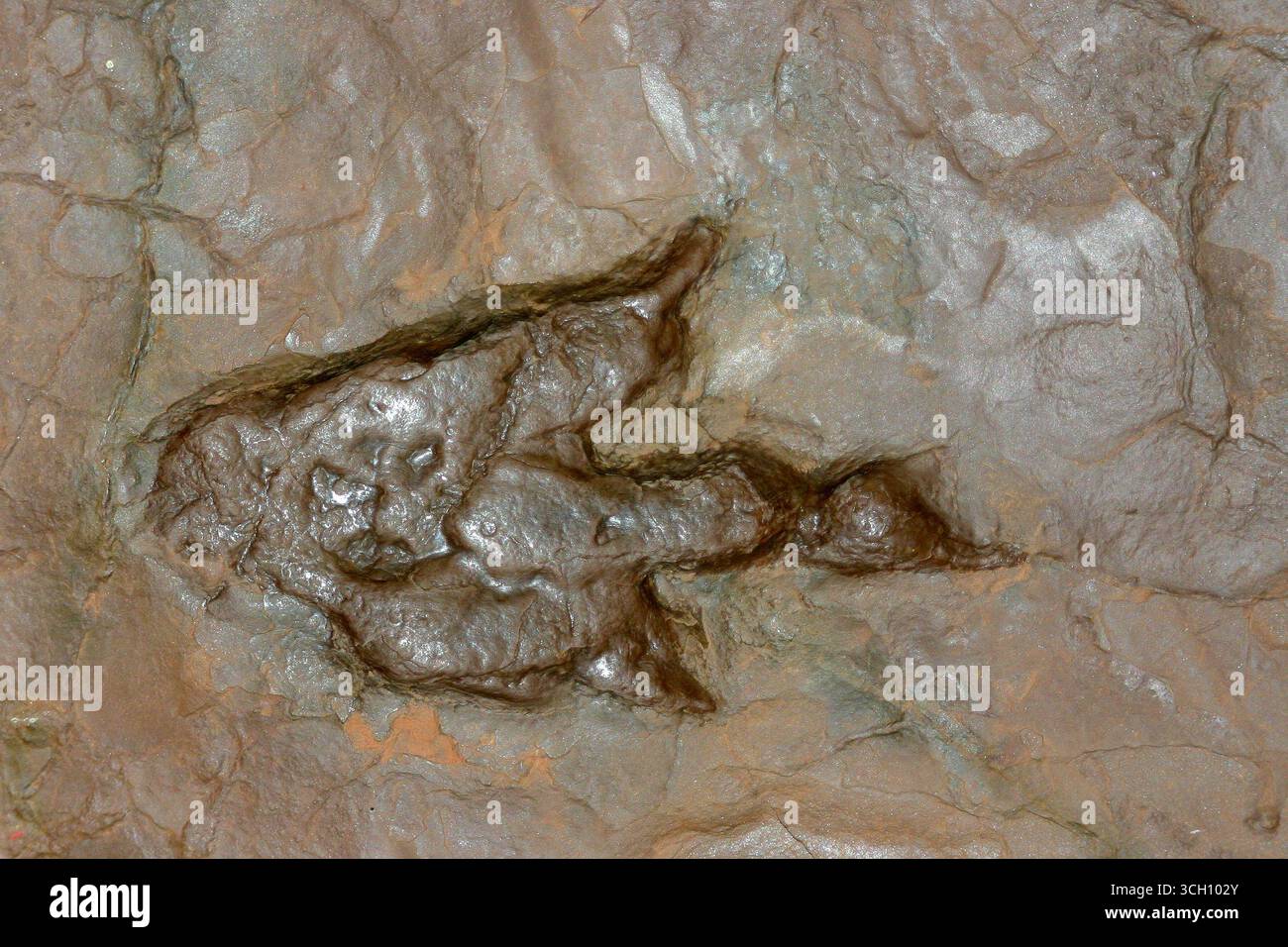 Diese fossile Spur gehört vermutlich zum Dinosaurier Anchisaurus sillimani, der aus der frühen jurassischen Zeit der Towaco-Formation stammt. Stockfoto