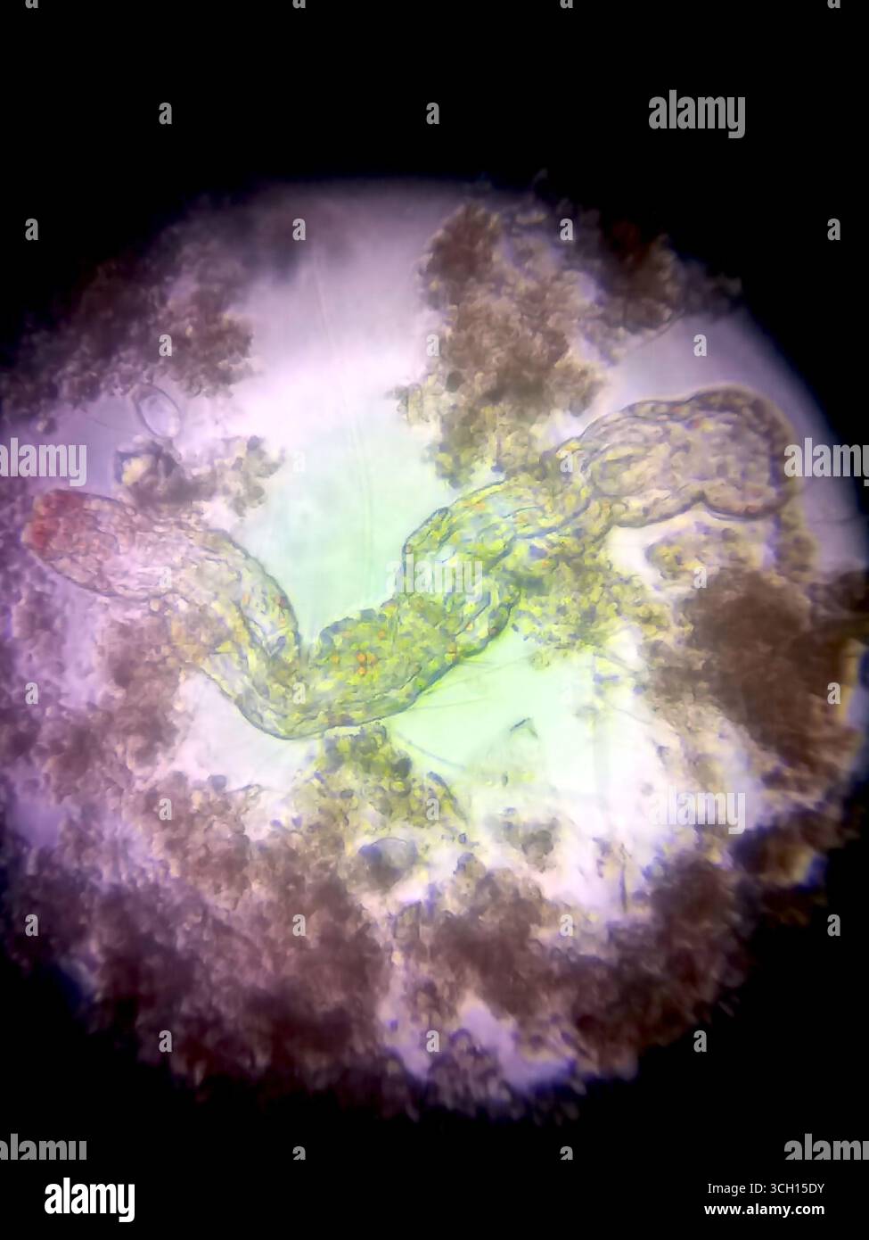 Bei starker Vergrößerung zeigen Nematodenkeime komplexe Strukturen, die von organischem Material umgeben sind, was ihre biologische Bedeutung im unterstreicht Stockfoto