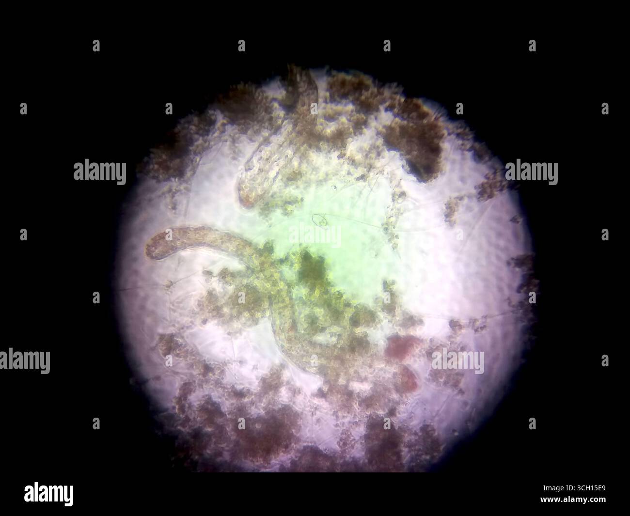 Fadenwurmkeime zeigen komplizierte Strukturen unter einem Mikroskop, die ihre einzigartigen Eigenschaften und ihren natürlichen Lebensraum enthüllen und die mikroskopische Welt veranschaulichen Stockfoto
