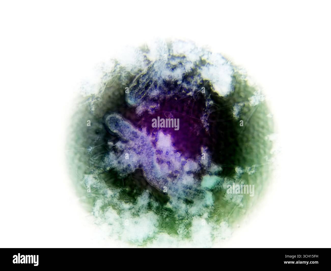 Die mikroskopische Ansicht zeigt Nematodenkeime mit komplexen Strukturen und lebendigen Farben, die ihre biologische Komplexität und ihren unverwechselbaren Charakter zeigen Stockfoto