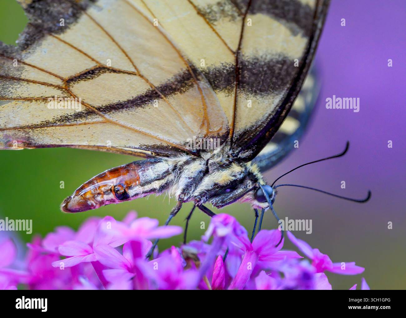 Gelber und schwarzer Schmetterling schlürft von einer lila Blume SuperNahaufnahme Stockfoto