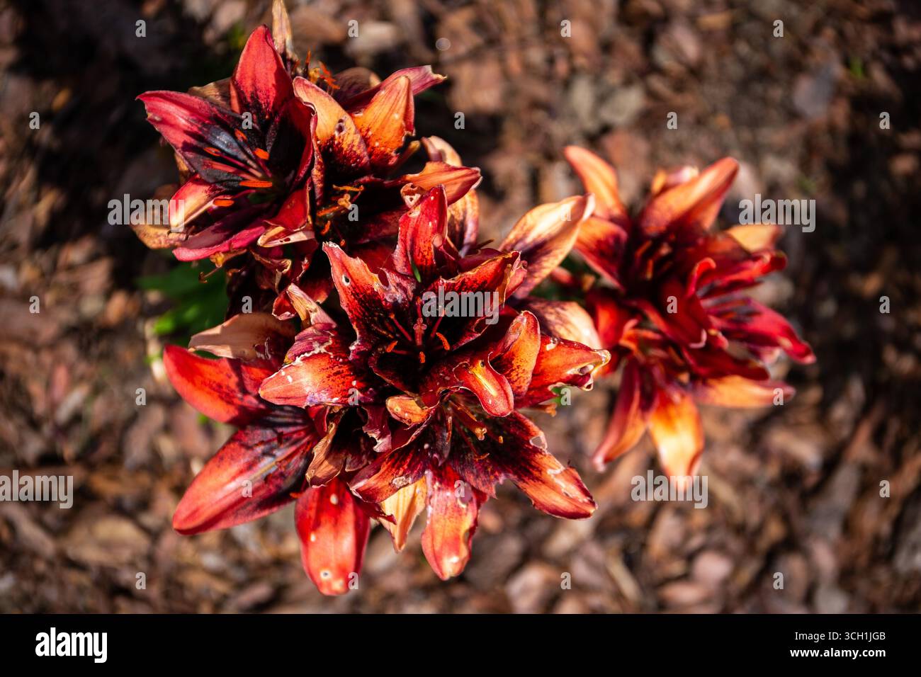 Orange Lilie (Lilium bulbiferum, Feuerlilie, Tiger Lily, Jimmy's Bane) Blumen, Draufsicht, Blick von oben. Stockfoto