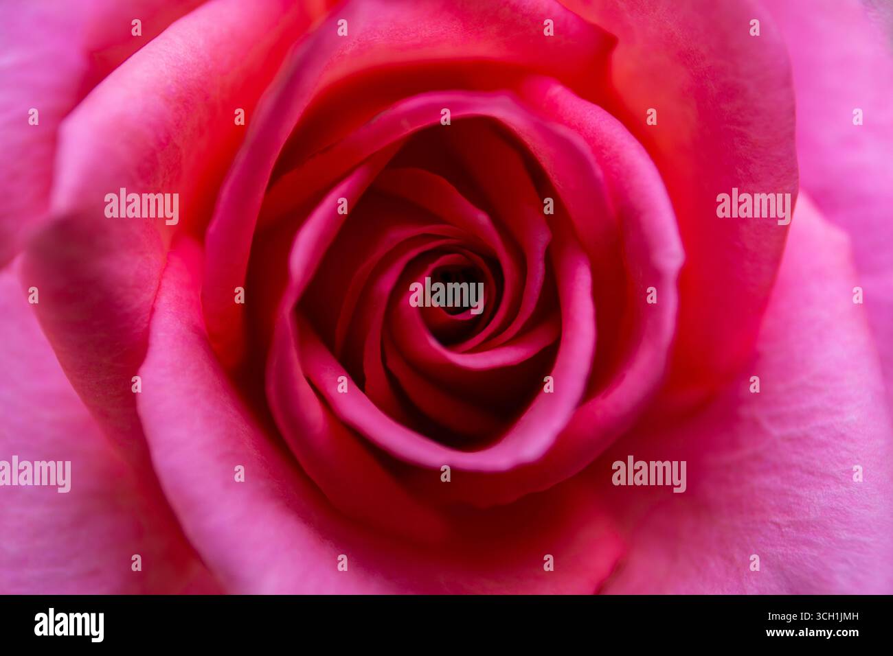 Leuchtend rosa Hybrid Tea Rose in Blüte, Nahaufnahme eines einzelnen Blumenkopfes von oben. Stockfoto