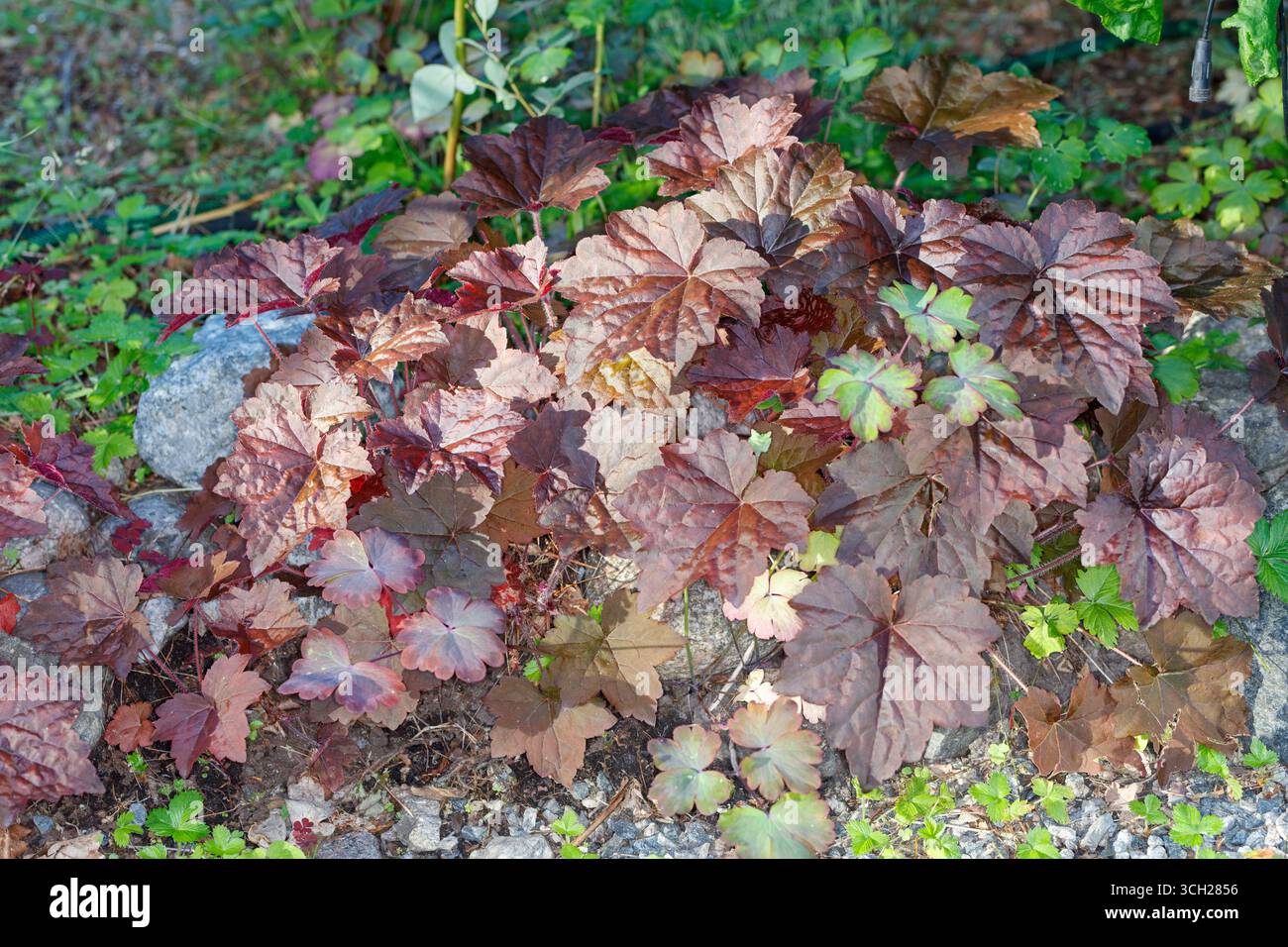 'Palace Purple' Kleine-leaved Alaun Wurzel, Småblommig alunrot (Heuchera micrantha) Stockfoto 'Palace Purple' Kleine-leaved Alaun Wurzel, Småblommig alunrot (Heuchera micrantha) Stockfoto