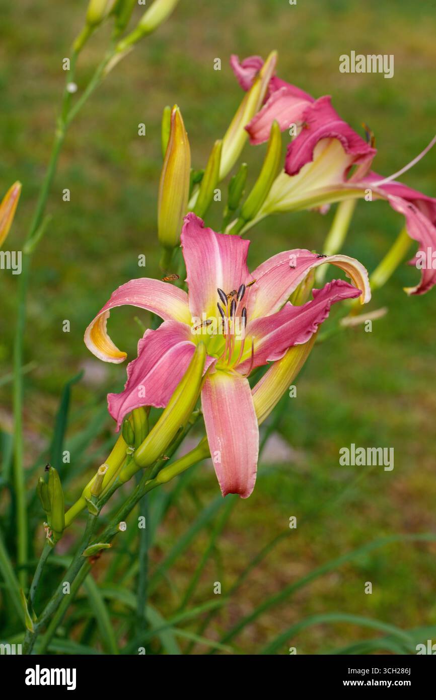 „North Wind Drifter“ Daylily, daglilja (Hemerocallis) Stockfoto
