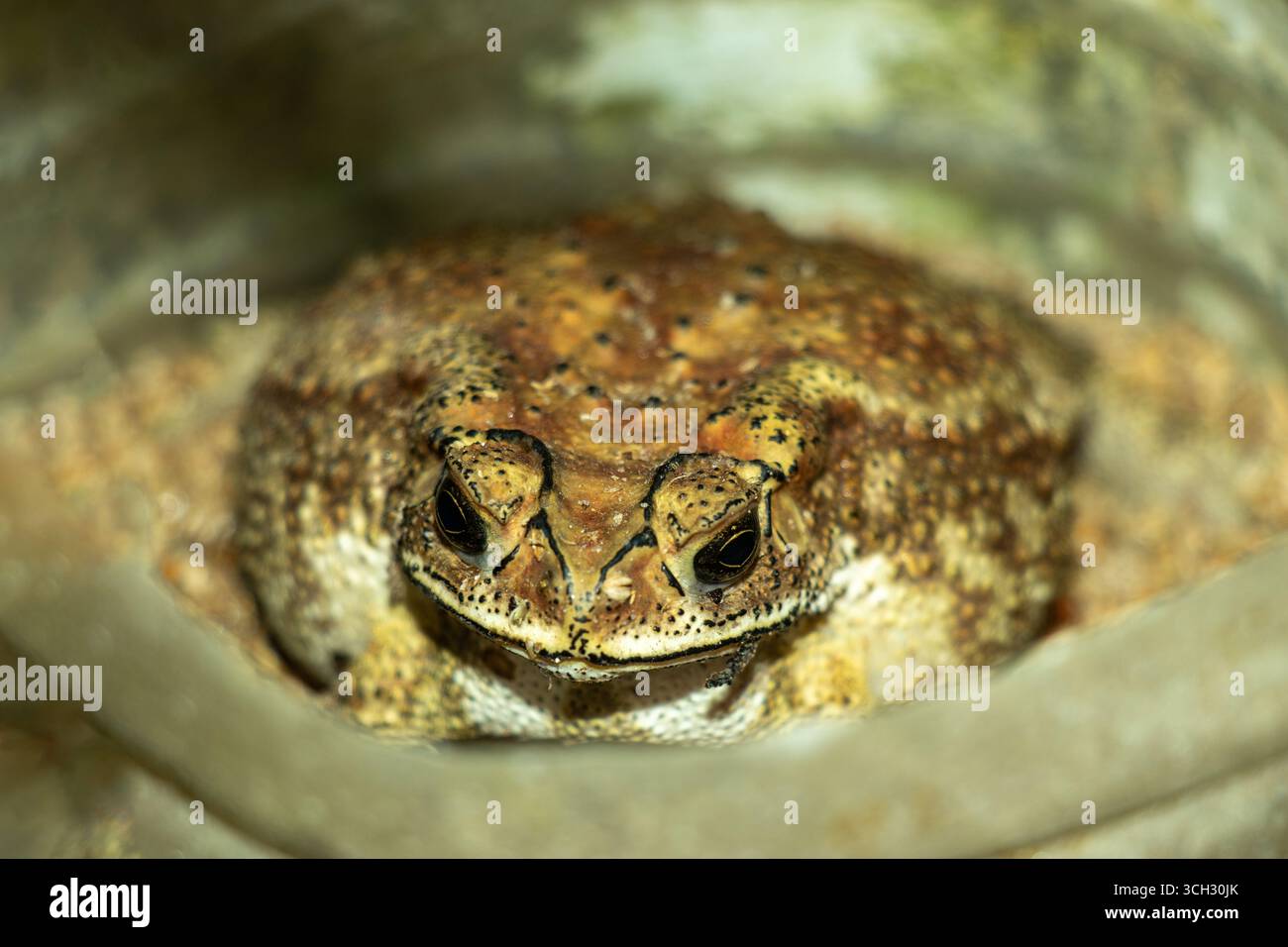 Krötenhaut zeigt eine robuste Textur in erdigen Braun-, Gelb- und Schwarztönen. Dunkle, glänzende, geschlitzte Augen sind hervorstehend, eine holprige Oberfläche dient als n Stockfoto