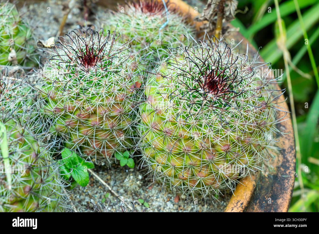 Eine Nahaufnahme eines Kaktusses von oben nach unten. Sein grünes Korpus mit rötlich-braunen Flecken, Mischung aus weißen und schwarzen Nadeln, oben ist die Gesamtstruktur stachelig A Stockfoto
