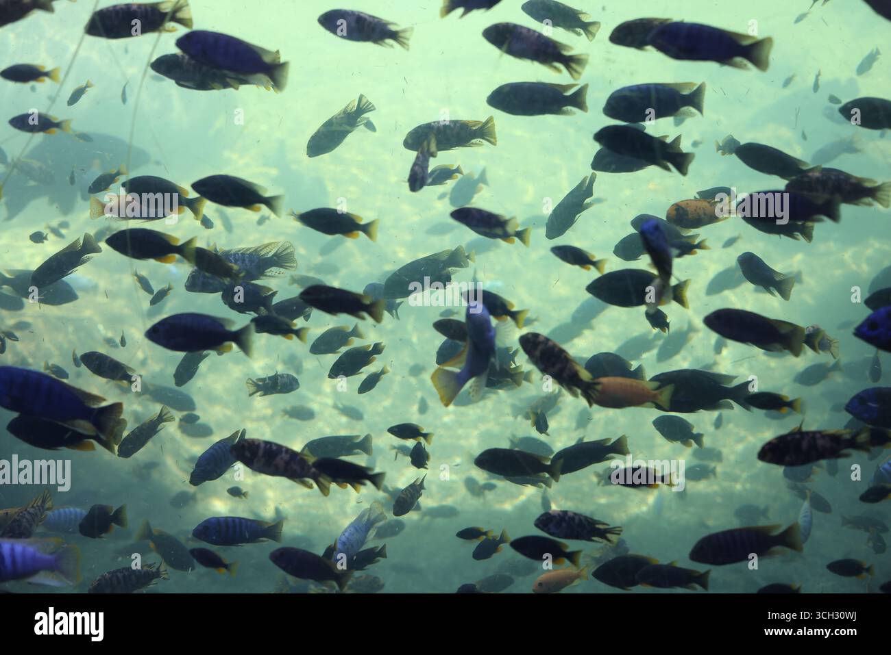 Viele Fischarten in einem transparenten Becken in einem europäischen Zoo mit offener Umgebung Stockfoto