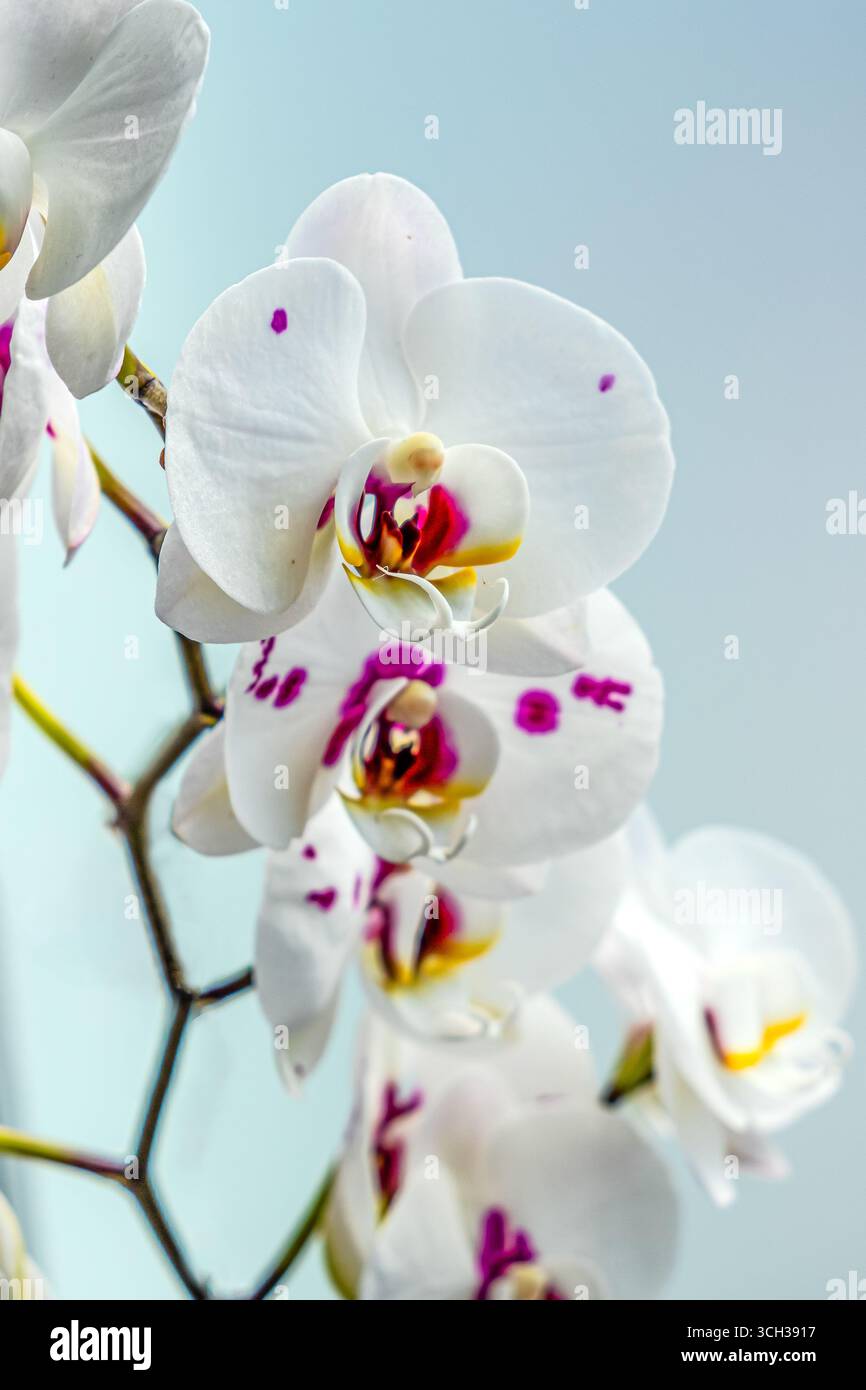 Lila MondOrchideen auf den Bäumen, Orchideenblut Stockfoto