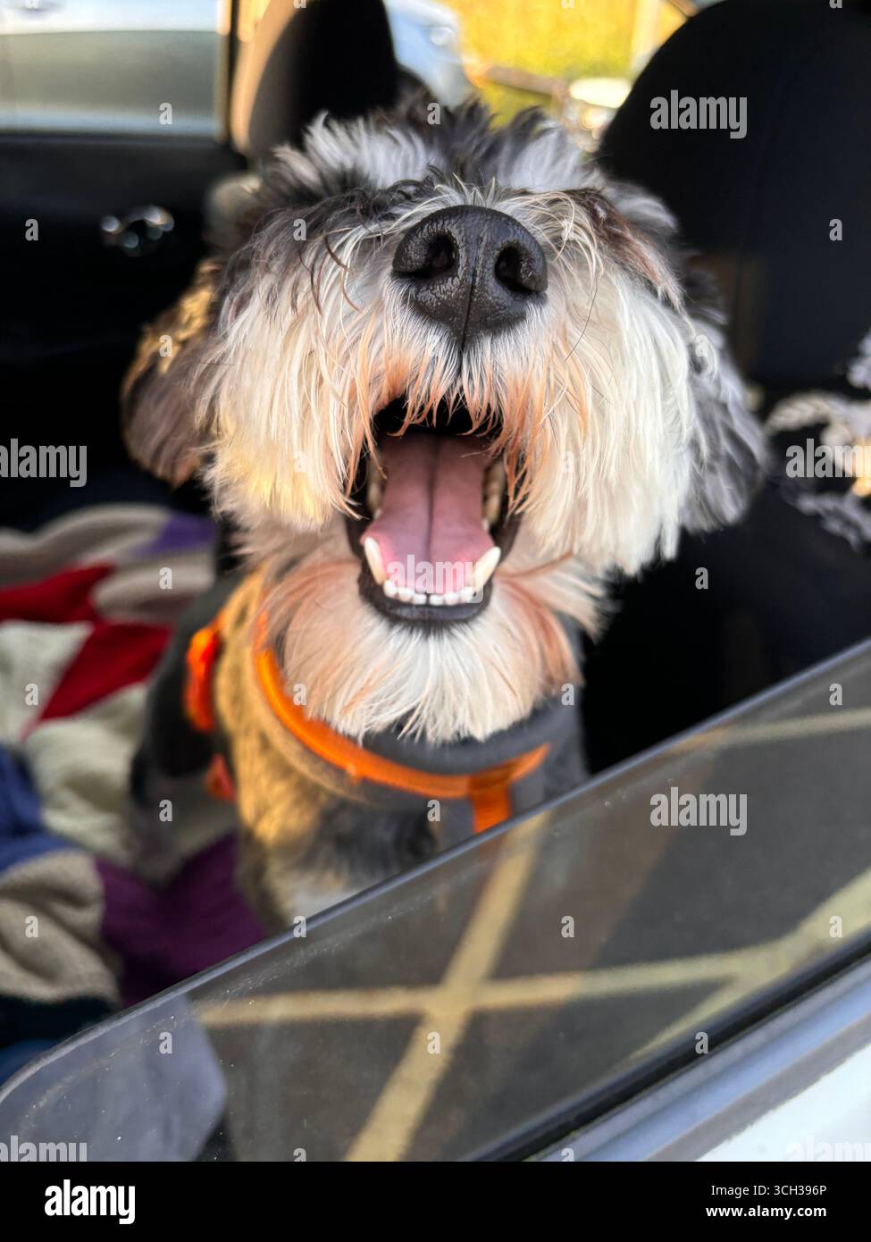 Ein glücklicher Miniatur-Schnauzer-Hund mit flauschigem Bart und offenem Mund, der an einem sonnigen Tag aus einem Autofenster zu lächeln scheint. Stockfoto