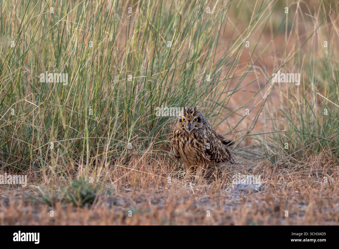 Wildes Kurzohr-Eulen Asio Flammeus-Vogel Nahaufnahme Porträt auf dem Boden in der Grasland Region des Waldes während einer Dschungelsafari im Nationalpark indien thront Stockfoto